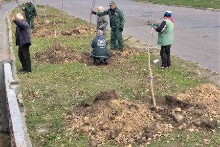  В рамках акции «1000 белых акаций» в субботу одесситы высадили еще 146 деревьев (фото)
