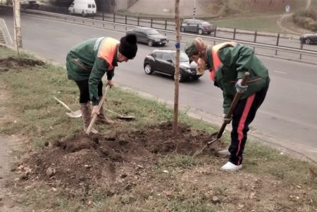  В рамках акции «1000 белых акаций» в субботу одесситы высадили еще 146 деревьев (фото)