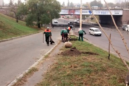  В рамках акции «1000 белых акаций» в субботу одесситы высадили еще 146 деревьев (фото)