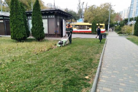 Озеленители убрали сухое дерево на Канатной и подготовили грунт к посадке бирючины на Черняховского (фото)