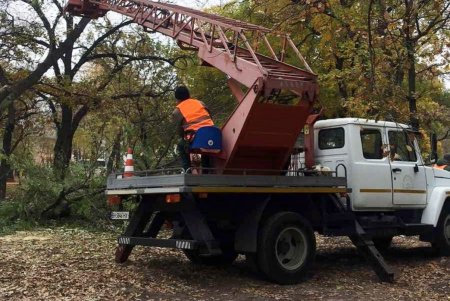 Озеленители убрали сухое дерево на Канатной и подготовили грунт к посадке бирючины на Черняховского (фото)