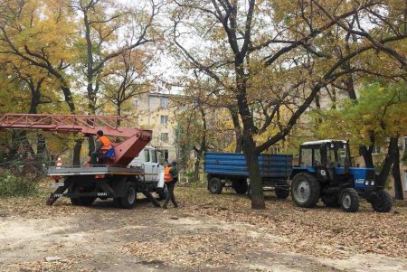 Озеленители убрали сухое дерево на Канатной и подготовили грунт к посадке бирючины на Черняховского (фото)