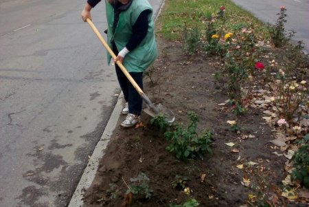 Живую изгородь из кустарников коммунальщики высадили на территории 411-й батареи (фото)