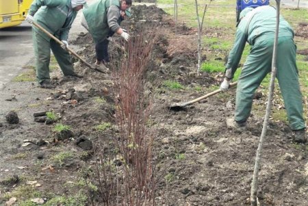 Живую изгородь из кустарников коммунальщики высадили на территории 411-й батареи (фото)