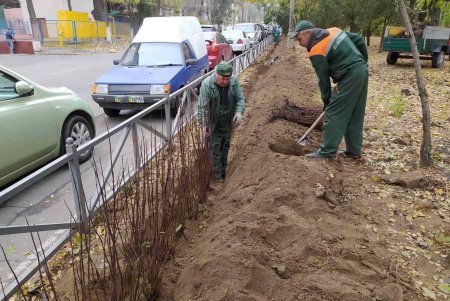 Вдоль парка Шевченко озеленители высадили живую изгородь из кустарников (фото)