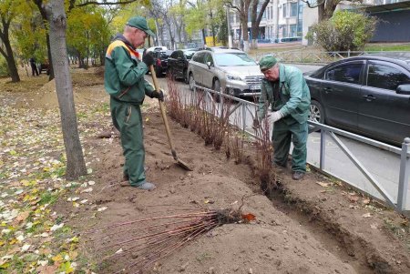 Вдоль парка Шевченко озеленители высадили живую изгородь из кустарников (фото)