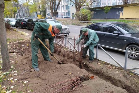 Вдоль парка Шевченко озеленители высадили живую изгородь из кустарников (фото)