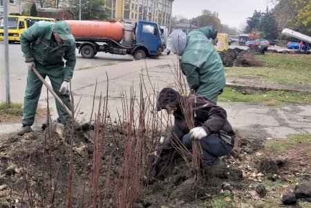 Вдоль парка Шевченко озеленители высадили живую изгородь из кустарников (фото)