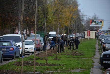 Дети и взрослые высадили деревья на поселке Котовского в рамках акции «1000 белых акаций» (фоторепортаж)