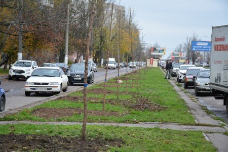 Дети и взрослые высадили деревья на поселке Котовского в рамках акции «1000 белых акаций» (фоторепортаж)
