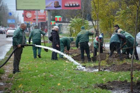 Дети и взрослые высадили деревья на поселке Котовского в рамках акции «1000 белых акаций» (фоторепортаж)