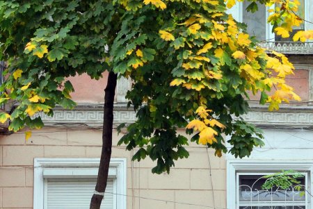 Улица Нежинская: старинные дома, брусчатка и столетние трамвайные рельсы (фоторепортаж) 