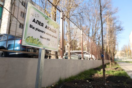 В рамках акции «1000 белых акаций» высадили деревья возле Дворца детского творчества (фоторепортаж)