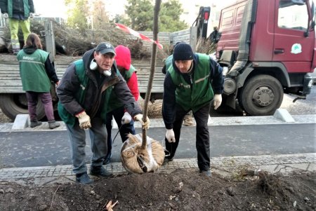 Почти 38 тысяч кустарников и деревьев озеленители высадят в разных уголках Одессы до начала зимы (фото)