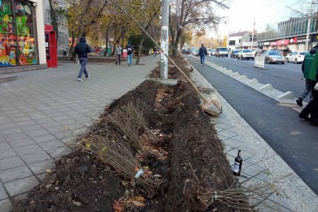 Почти 38 тысяч кустарников и деревьев озеленители высадят в разных уголках Одессы до начала зимы (фото)