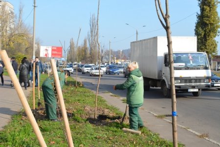 В рамках акции «1000 акаций» высадили саженцы на Семена Палия и Балковской (фоторепортаж)