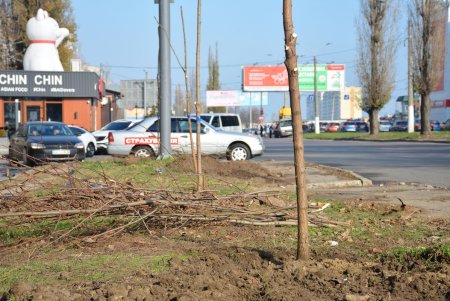 В рамках акции «1000 акаций» высадили саженцы на Семена Палия и Балковской (фоторепортаж)