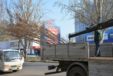 В рамках акции «1000 акаций» высадили саженцы на Семена Палия и Балковской (фоторепортаж)