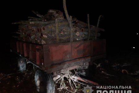 Под покровом ночи двое жителей Раздельнянского района спилили более 70 деревьев в лесополосе (фото)