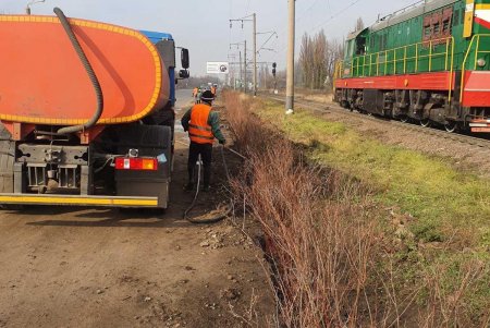 На клумбе возле площади 10 Апреля появились кусты хризантем, а на Черняховского высаживают ясень и бирючину (фото)
