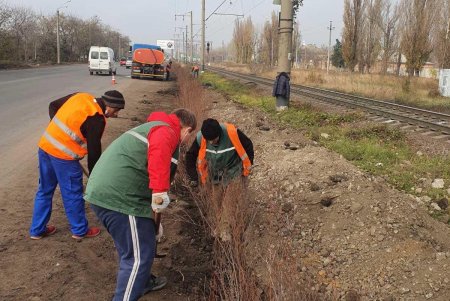 На клумбе возле площади 10 Апреля появились кусты хризантем, а на Черняховского высаживают ясень и бирючину (фото)