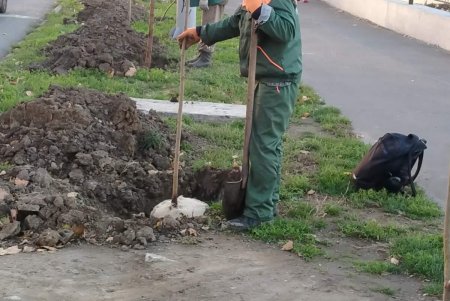 На клумбе возле площади 10 Апреля появились кусты хризантем, а на Черняховского высаживают ясень и бирючину (фото)