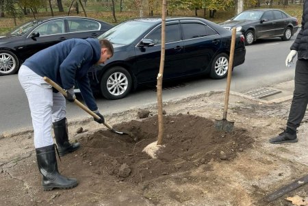 На клумбе возле площади 10 Апреля появились кусты хризантем, а на Черняховского высаживают ясень и бирючину (фото)