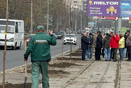 На клумбе возле площади 10 Апреля появились кусты хризантем, а на Черняховского высаживают ясень и бирючину (фото)