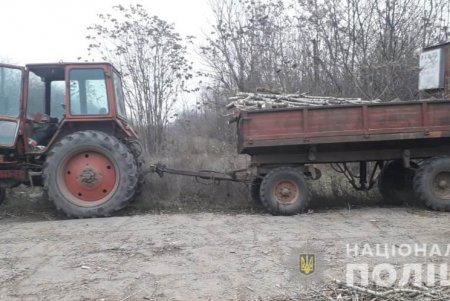В Белгород-Днестровском районе мужчина незаконно напилил тополей на 10 тысяч гривен