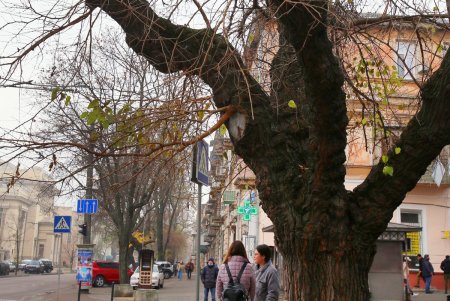 Улица Пастера - Мекка науки, на которой жили и работали выдающиеся ученые (фоторепортаж)