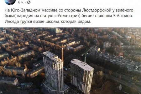 Вниманию правоохранителей: живодер хвастает в соцсетях убийством собак (фото)