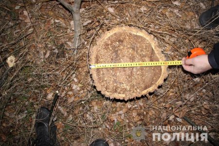 Четыре жителя Болградского района попались на незаконной вырубке деревьев (фото)