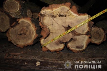 Четыре жителя Болградского района попались на незаконной вырубке деревьев (фото)