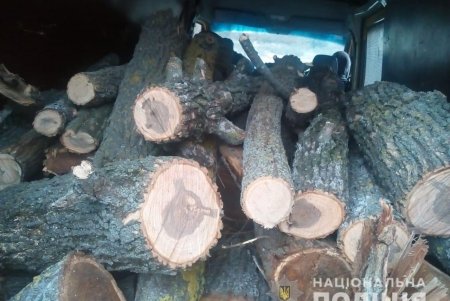 Четыре жителя Болградского района попались на незаконной вырубке деревьев (фото)