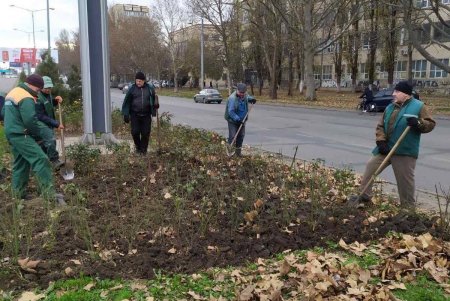 В Одессе проводятся осенние работы по высадке зеленых насаждений и вывозу опавших листьев (фото)