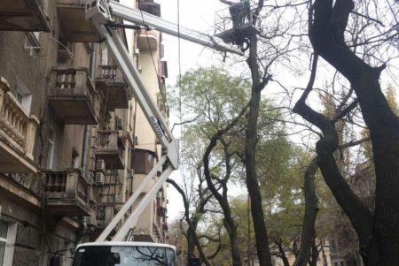 В Одессе проводятся осенние работы по высадке зеленых насаждений и вывозу опавших листьев (фото)