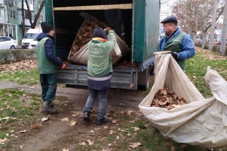 В Одессе проводятся осенние работы по высадке зеленых насаждений и вывозу опавших листьев (фото)