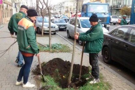 В Одессе проводятся осенние работы по высадке зеленых насаждений и вывозу опавших листьев (фото)