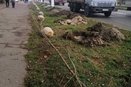 В Одессе проводятся осенние работы по высадке зеленых насаждений и вывозу опавших листьев (фото)