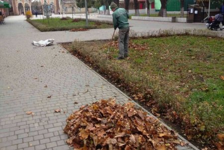 В Одессе проводятся осенние работы по высадке зеленых насаждений и вывозу опавших листьев (фото)