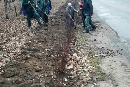 В Одессе проводятся осенние работы по высадке зеленых насаждений и вывозу опавших листьев (фото)