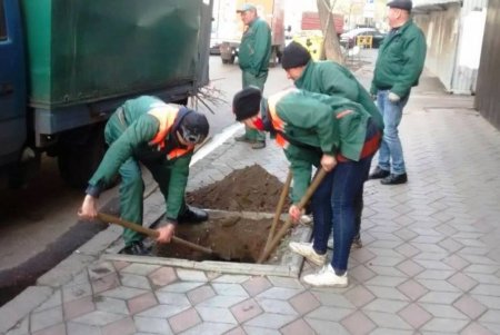 В Одессе проводятся осенние работы по высадке зеленых насаждений и вывозу опавших листьев (фото)