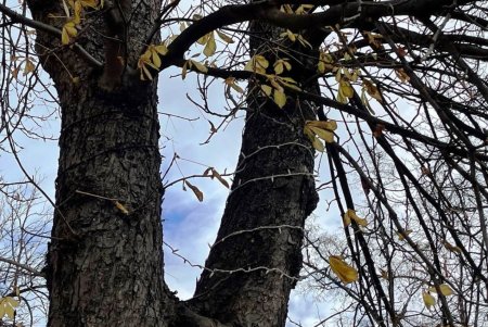 Приморский бульвар к новогодним праздникам украшают светодиодной иллюминацией (фото)