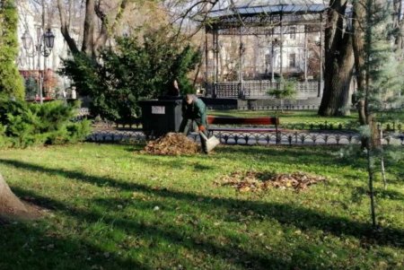 Озеленители высаживают в Одессе молодые крупномерные деревья и розы (фото)