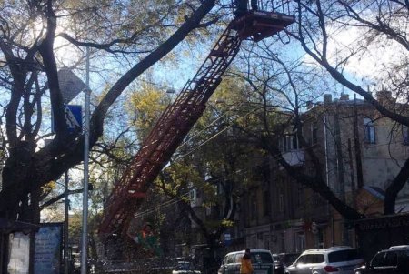 Озеленители высаживают в Одессе молодые крупномерные деревья и розы (фото)