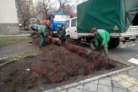 Озеленители высаживают в Одессе молодые крупномерные деревья и розы (фото)