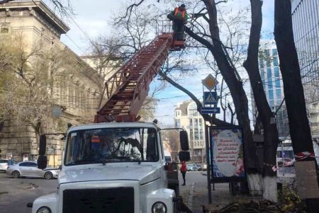 Озеленители высаживают в Одессе молодые крупномерные деревья и розы (фото)