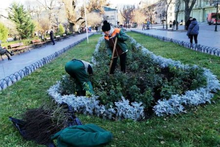 Озеленители высаживают в Одессе молодые крупномерные деревья и розы (фото)