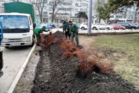 Озеленители высаживают в Одессе молодые крупномерные деревья и розы (фото)