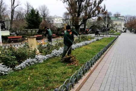 Озеленители высаживают в Одессе молодые крупномерные деревья и розы (фото)